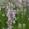 Lavandula angustifolia 'Hidcote Pink' -- Lavendel